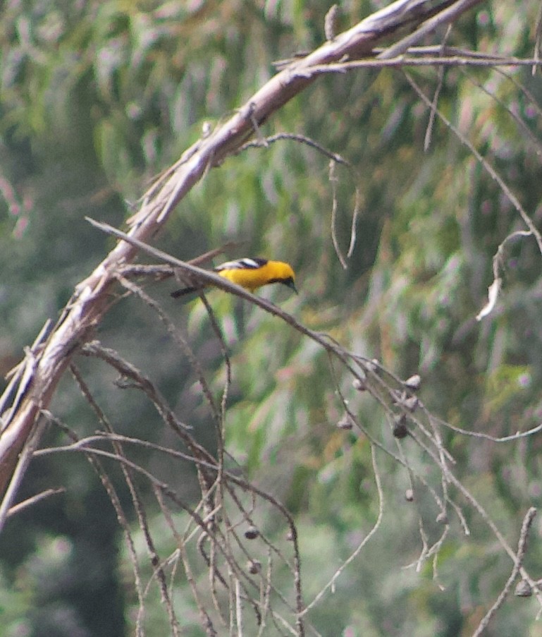 Hooded Oriole - Caitlin Eldridge