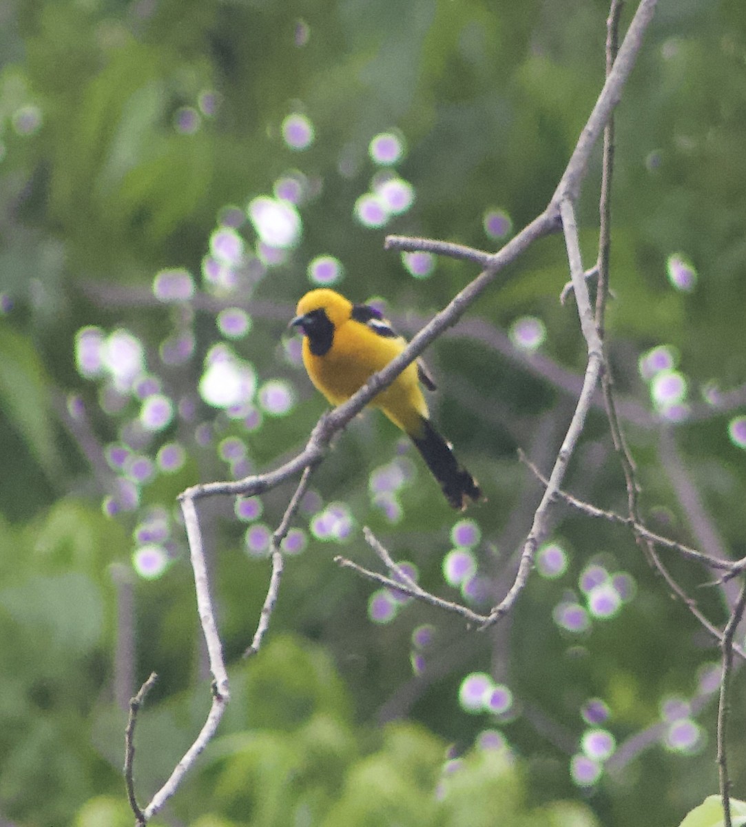 Hooded Oriole - Caitlin Eldridge