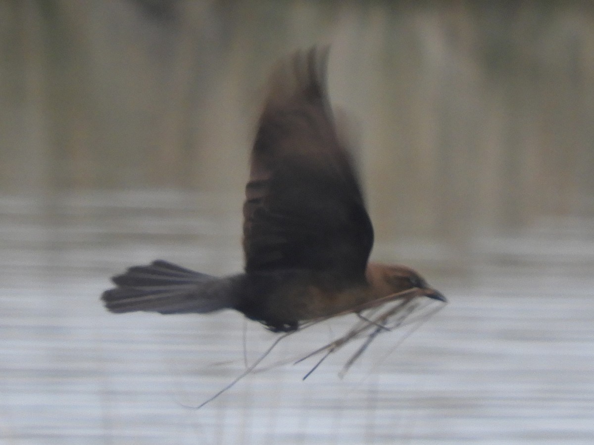 Boat-tailed Grackle - Ben Springer