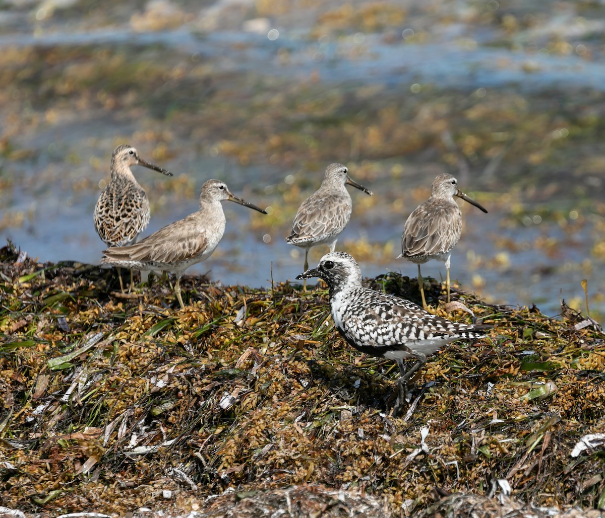 Black-bellied Plover - Damon Haan