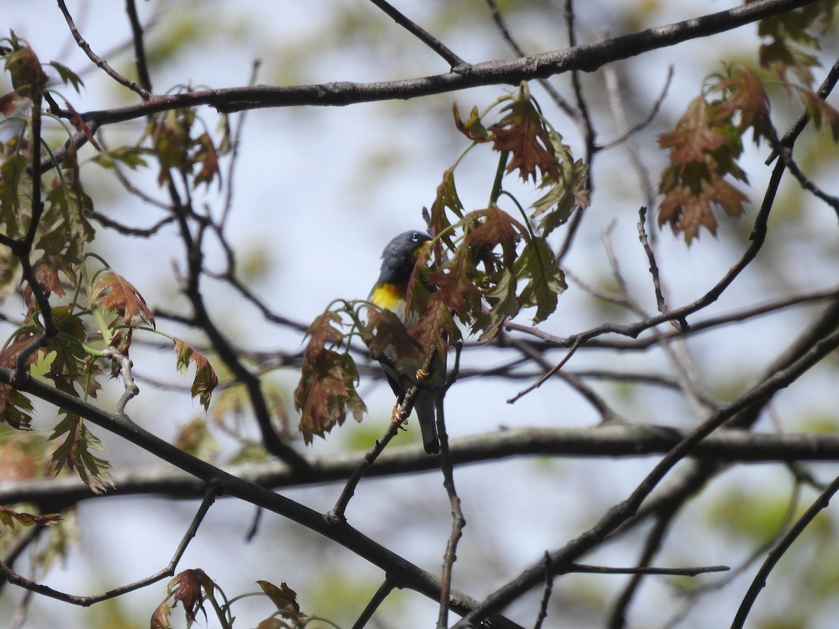 Northern Parula - Jay Solanki