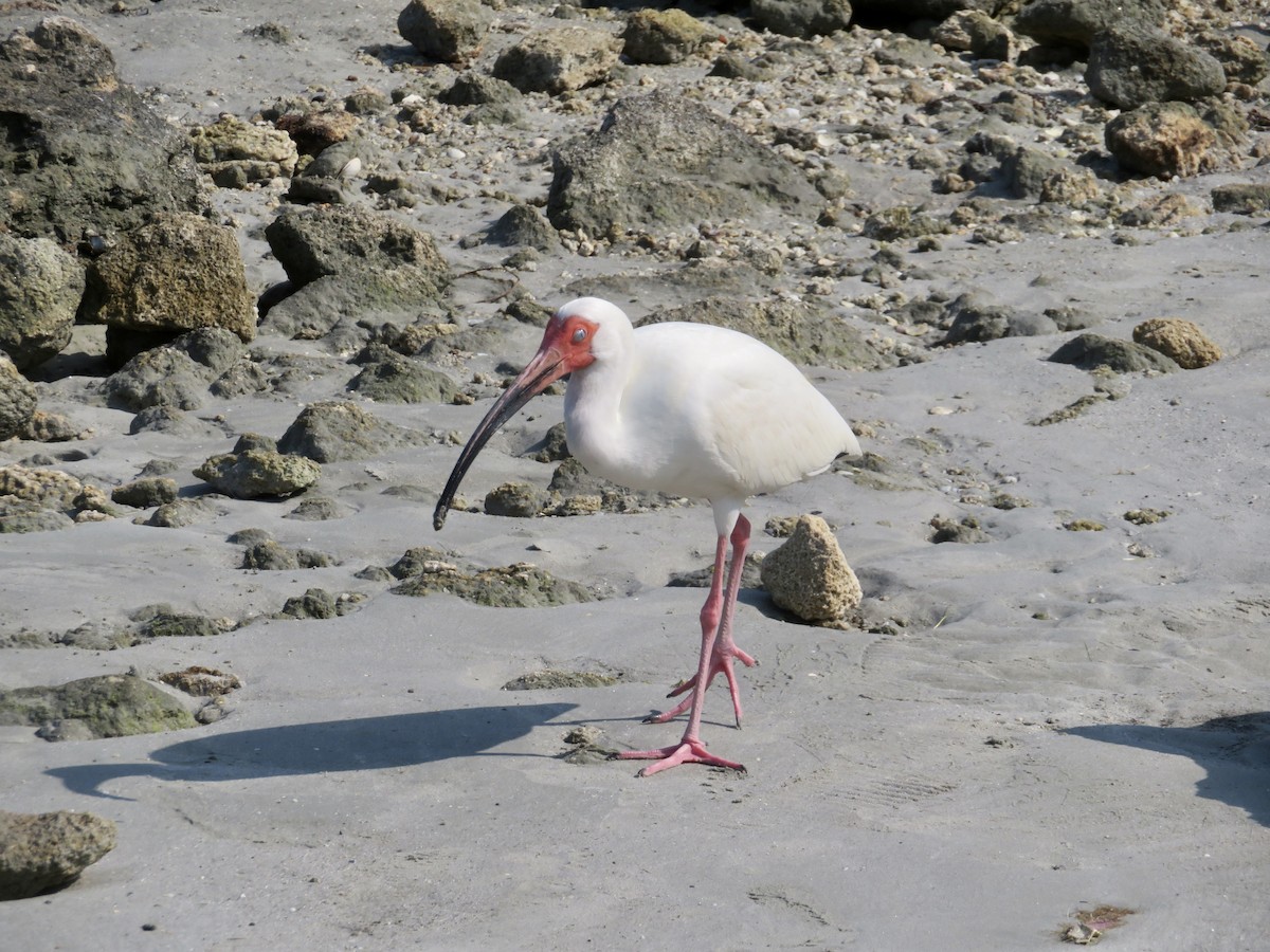 White Ibis - karl  schmidt