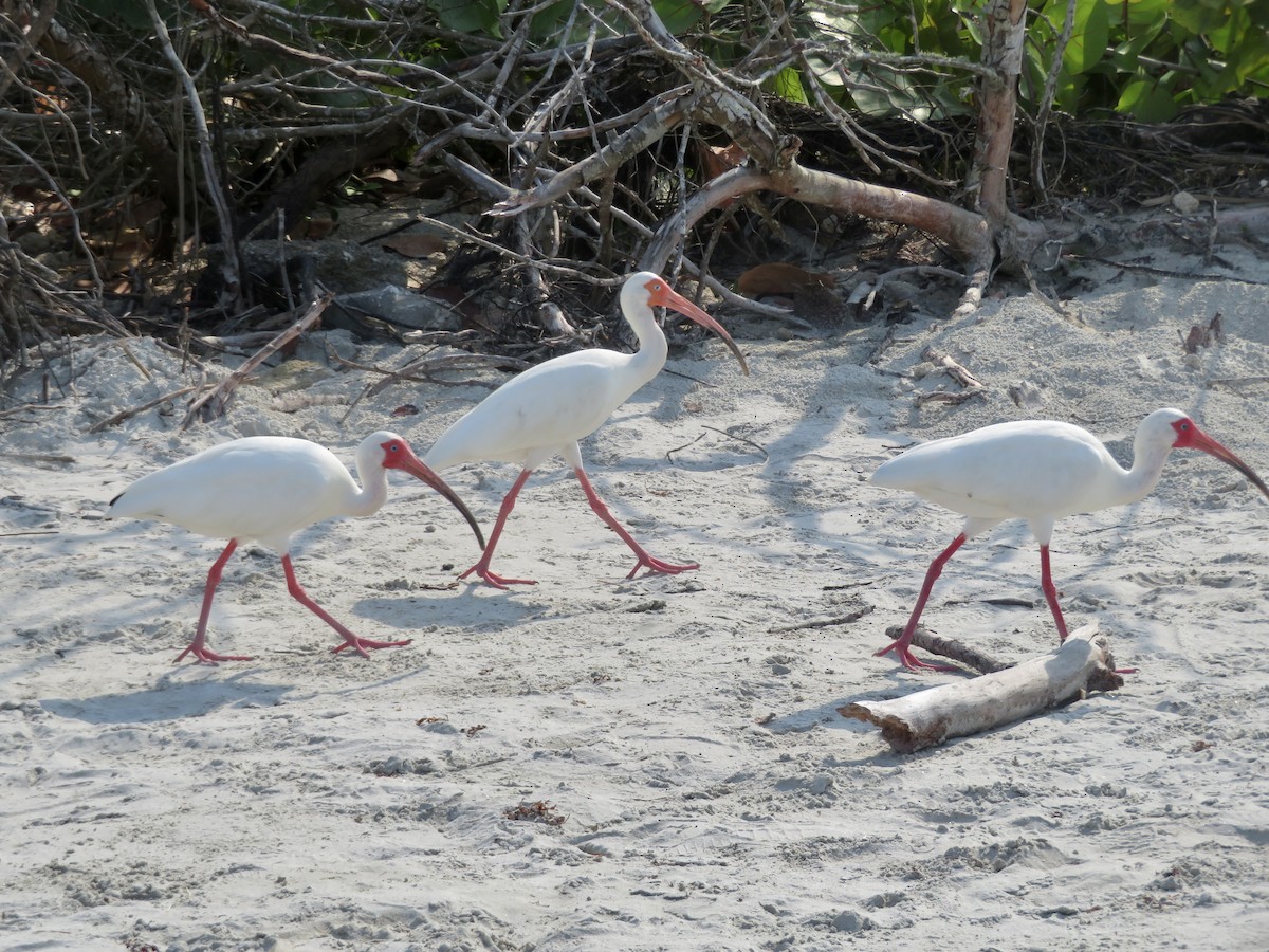 White Ibis - karl  schmidt