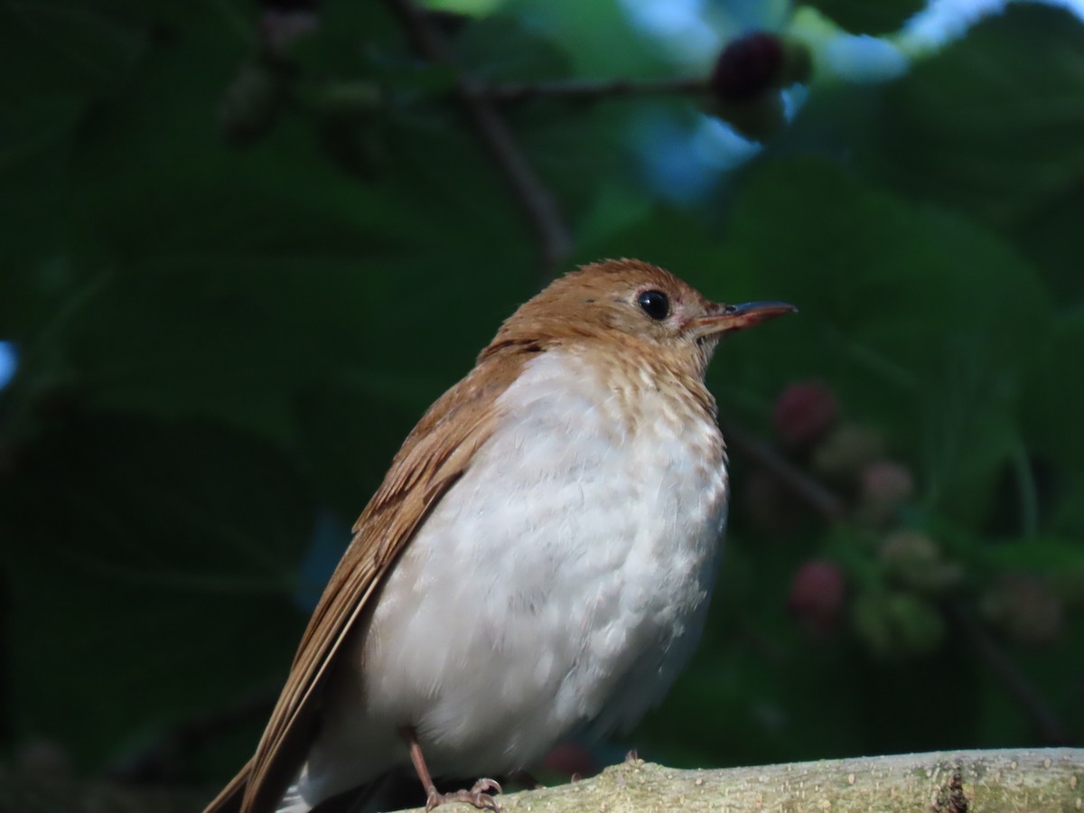 Veery - ML618918340