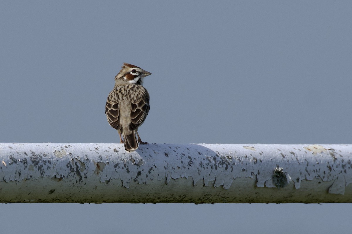 Lark Sparrow - Nicole Desnoyers