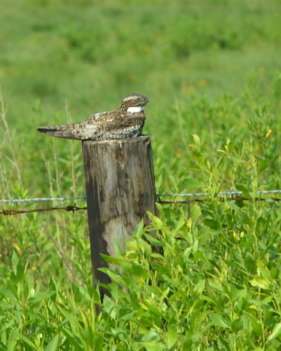 Common Nighthawk - ML618918347