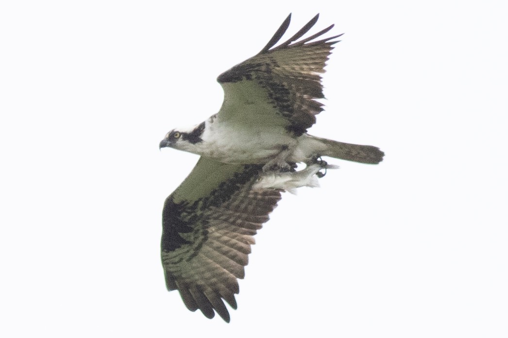 Osprey (carolinensis) - David Brown