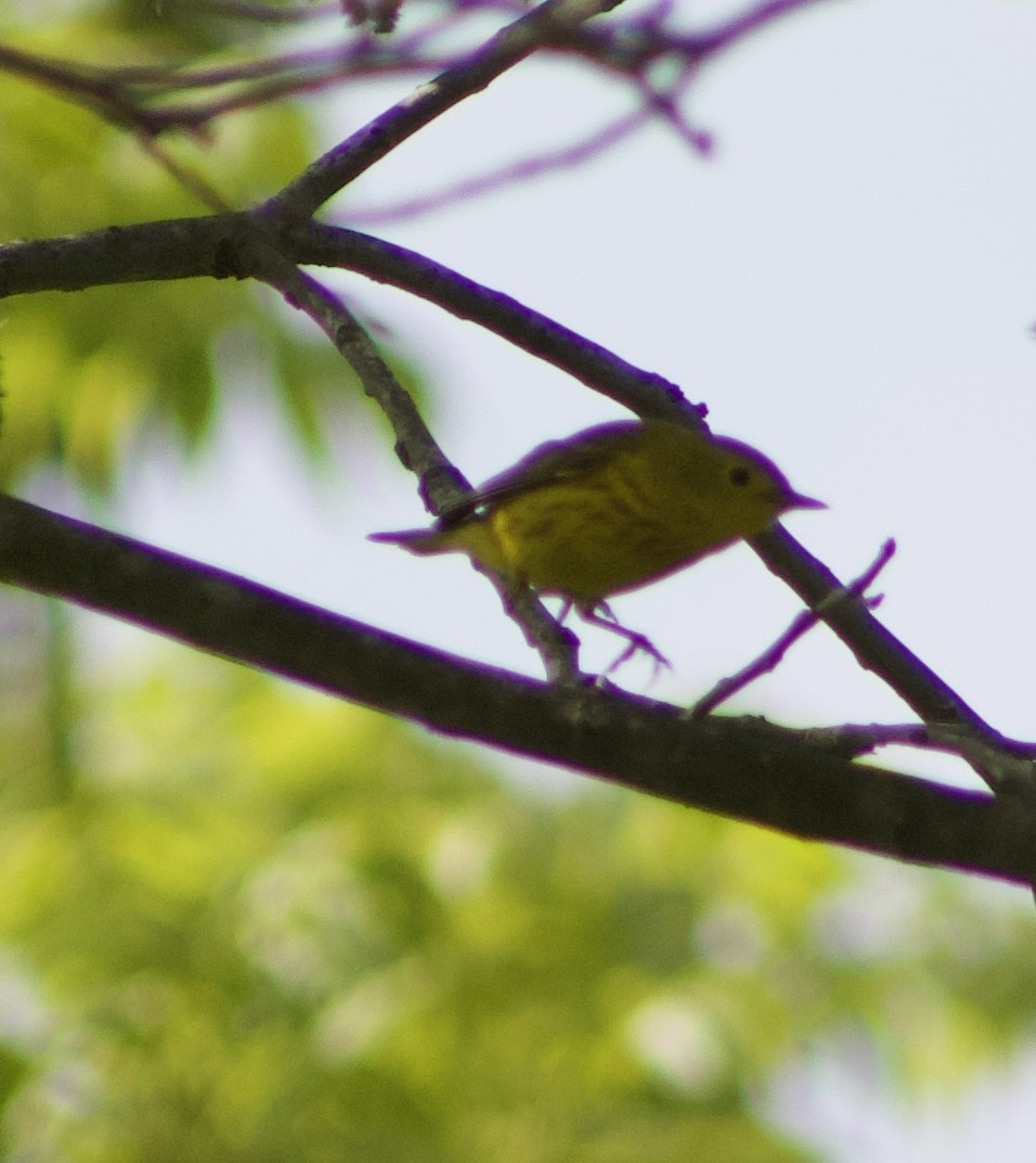 Yellow Warbler - Caitlin Eldridge