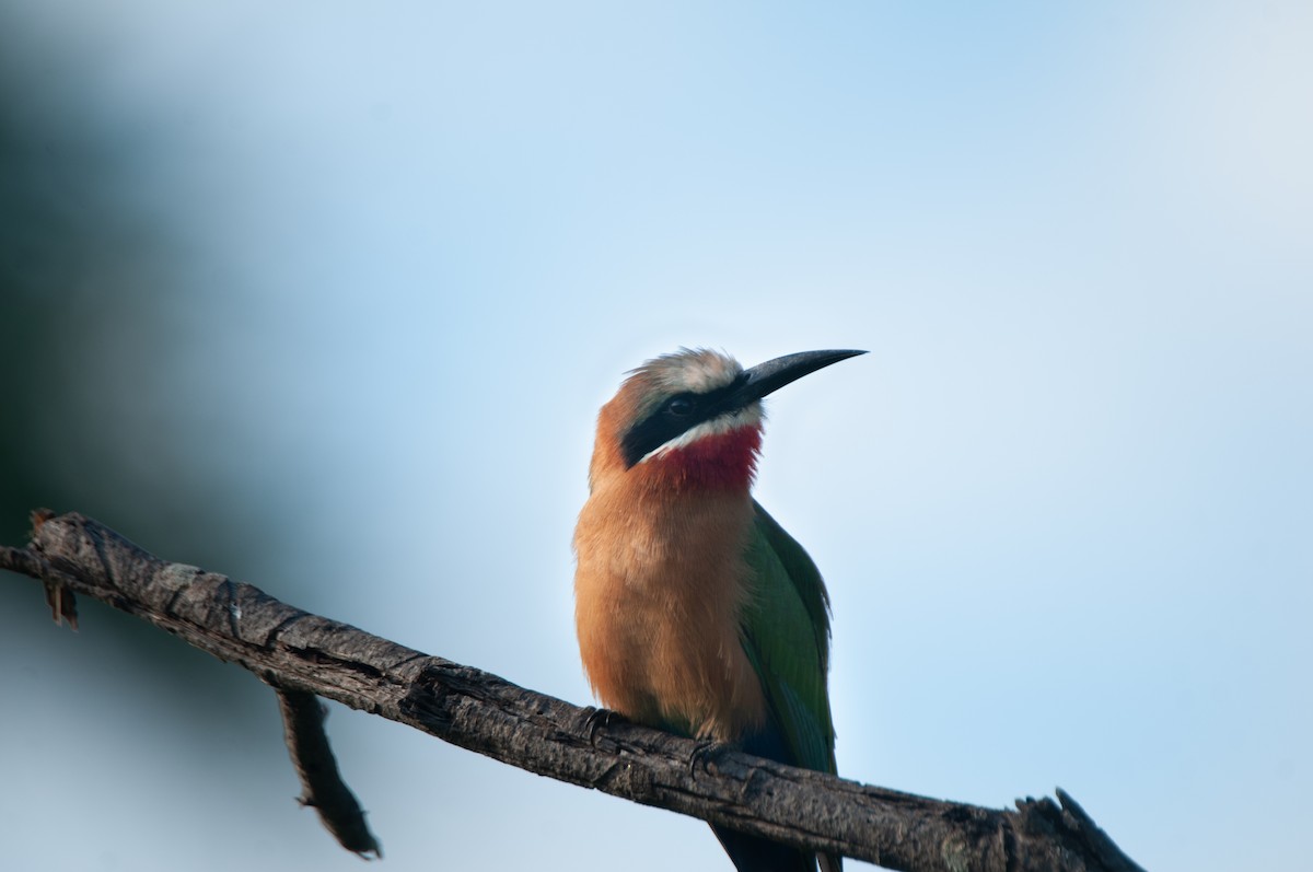 White-fronted Bee-eater - Dominic More O’Ferrall