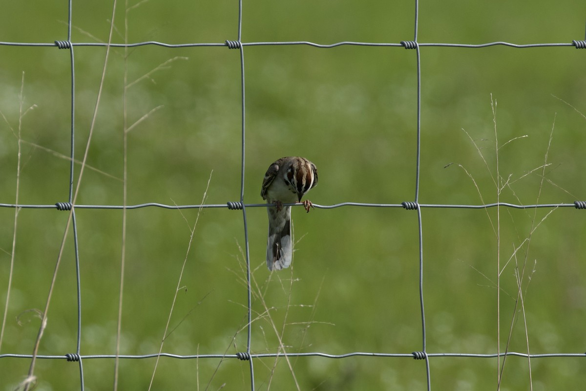 Lark Sparrow - Nicole Desnoyers