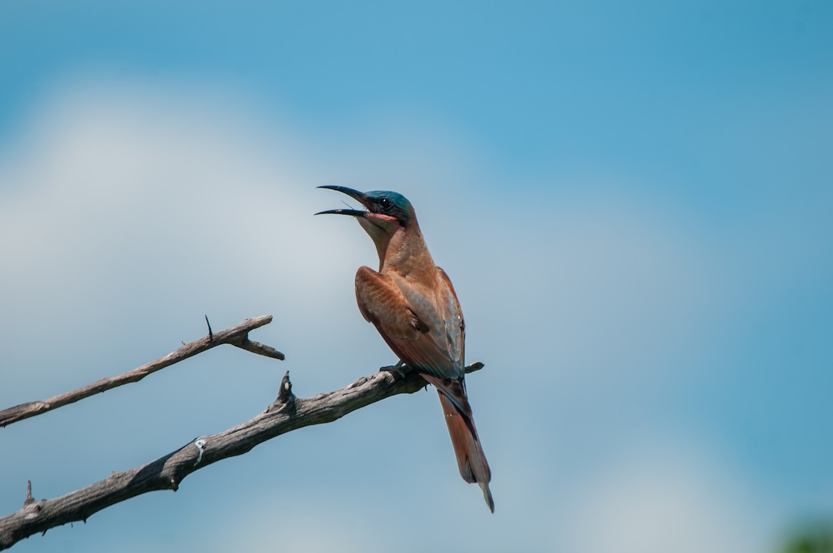 Southern Carmine Bee-eater - Dominic More O’Ferrall