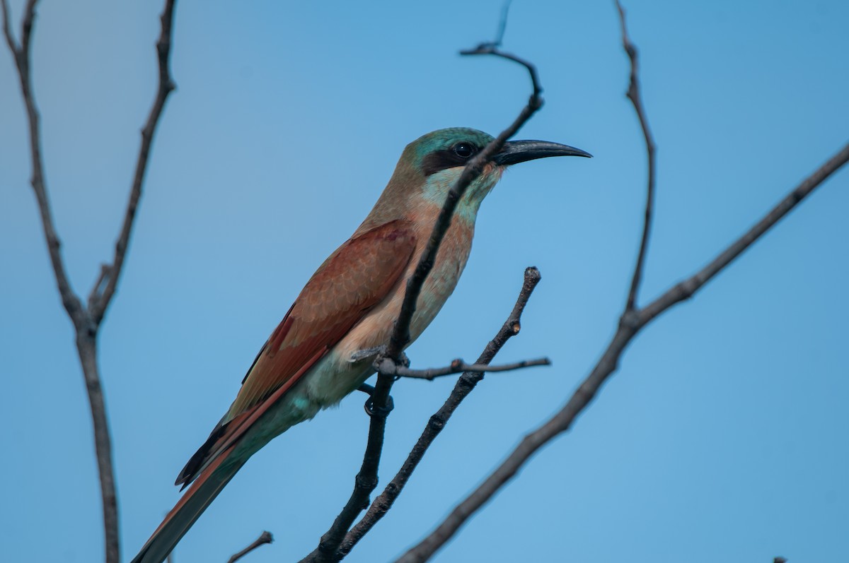 Southern Carmine Bee-eater - Dominic More O’Ferrall