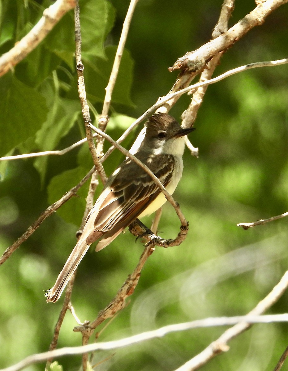 Ash-throated Flycatcher - Erin Jones