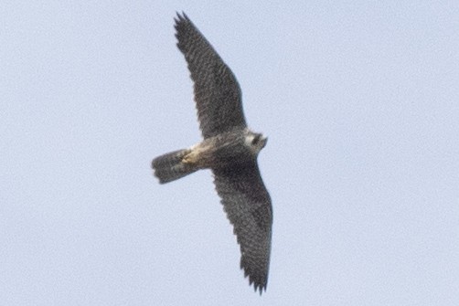 Peregrine Falcon - David Brown