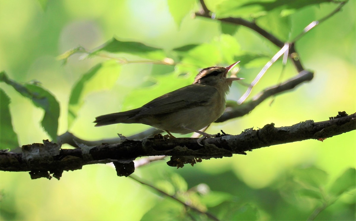 Worm-eating Warbler - Stacia Novy