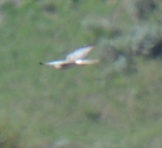 Northern Harrier - Liz Almlie