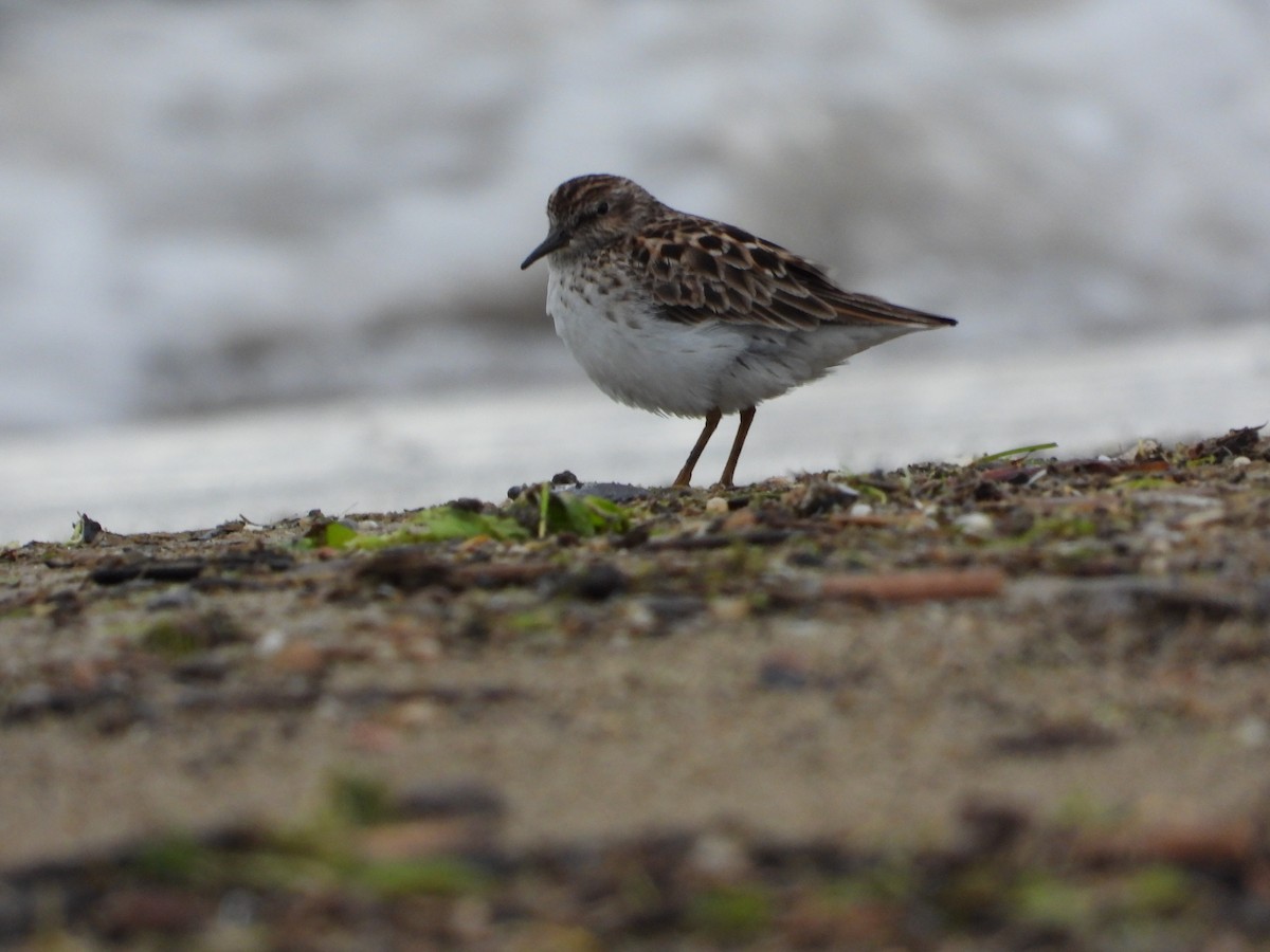 Least Sandpiper - Mary Trombley