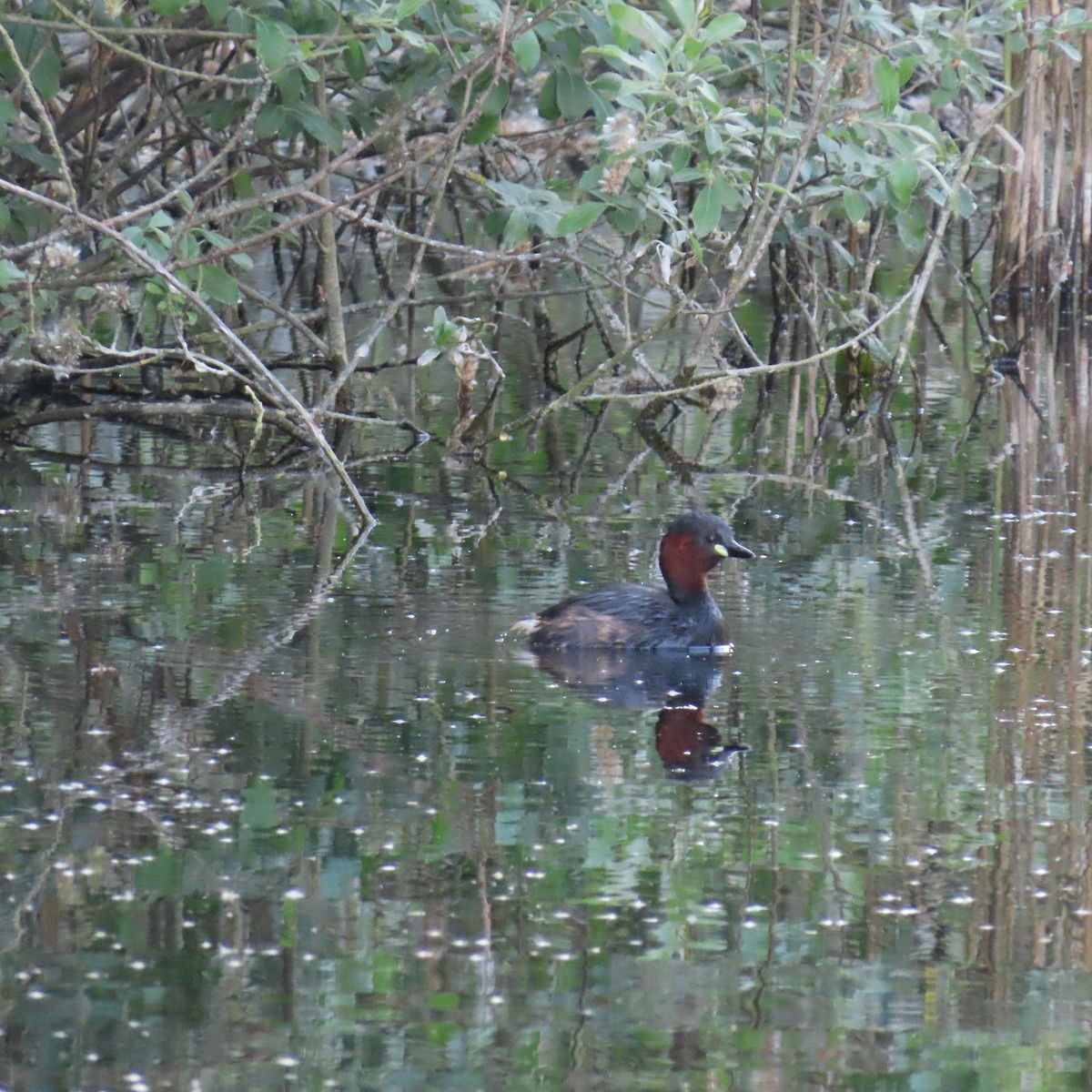 Little Grebe - Richard Fleming