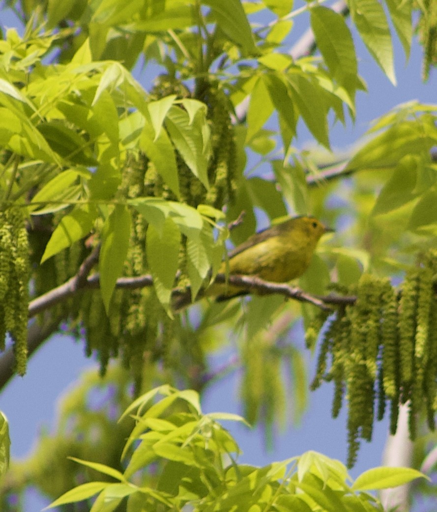 Wilson's Warbler - Caitlin Eldridge