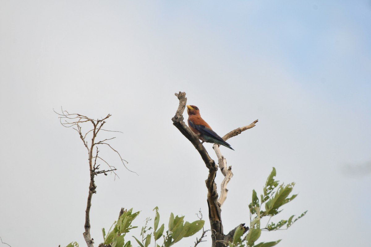 Broad-billed Roller - ML618918445