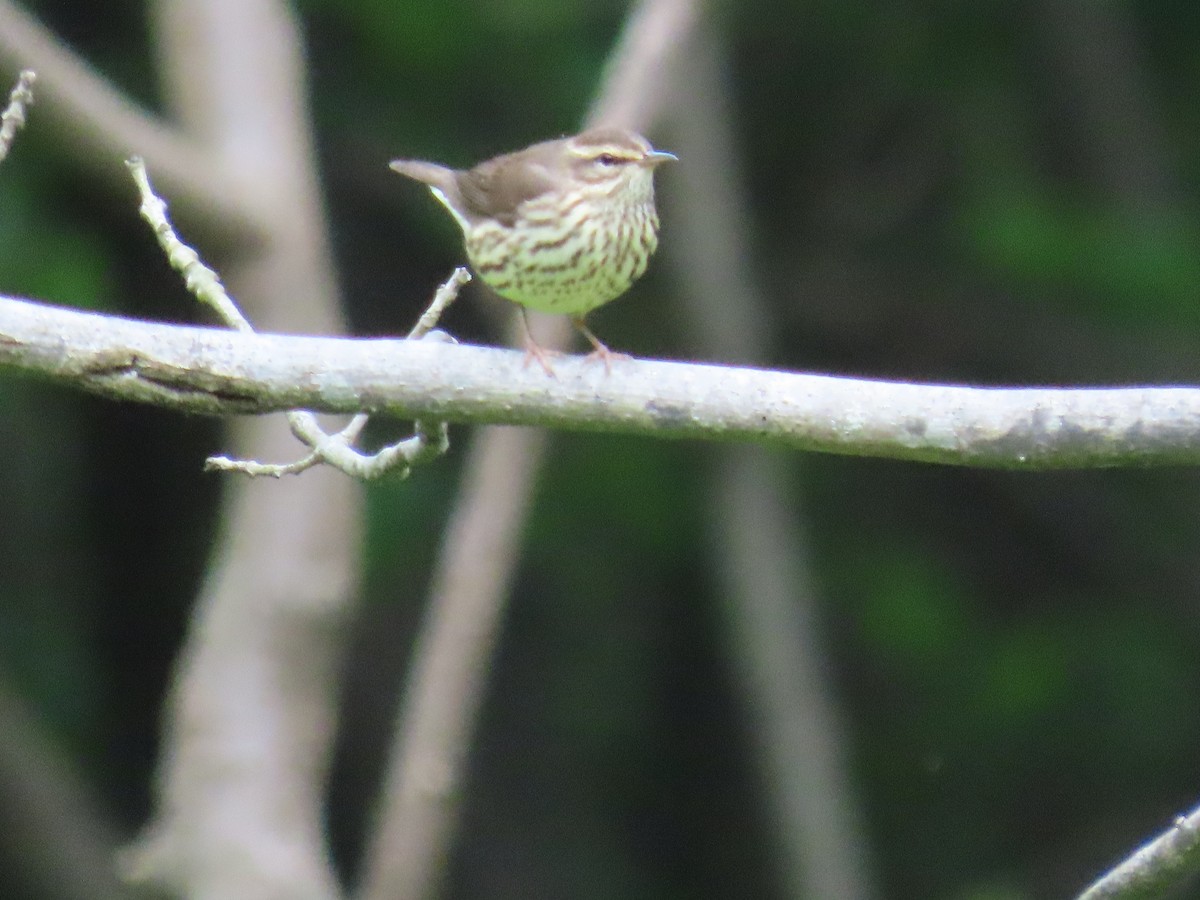 Northern Waterthrush - Marisa Rositol