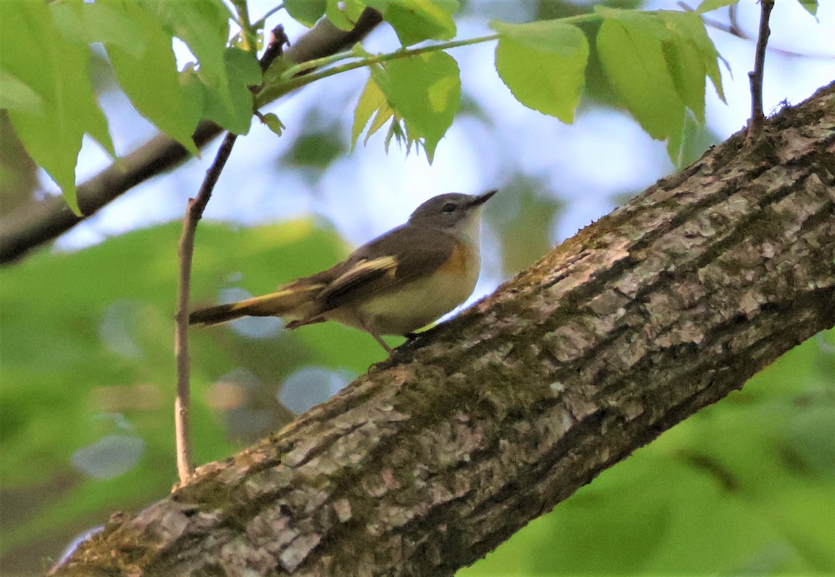 American Redstart - Stacia Novy