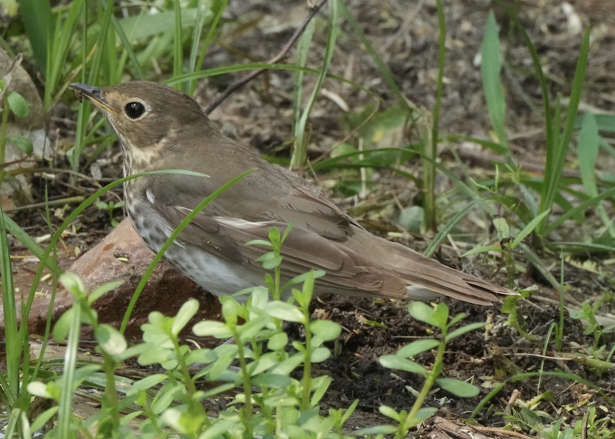 Swainson's Thrush - Charlene Fan