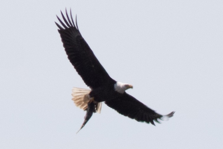 Bald Eagle - David Brown