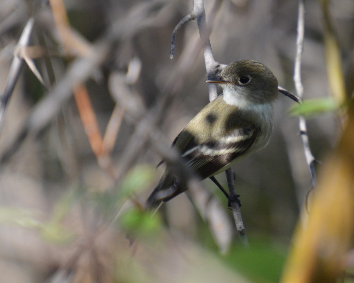 Empidonax sp. - Liz Almlie