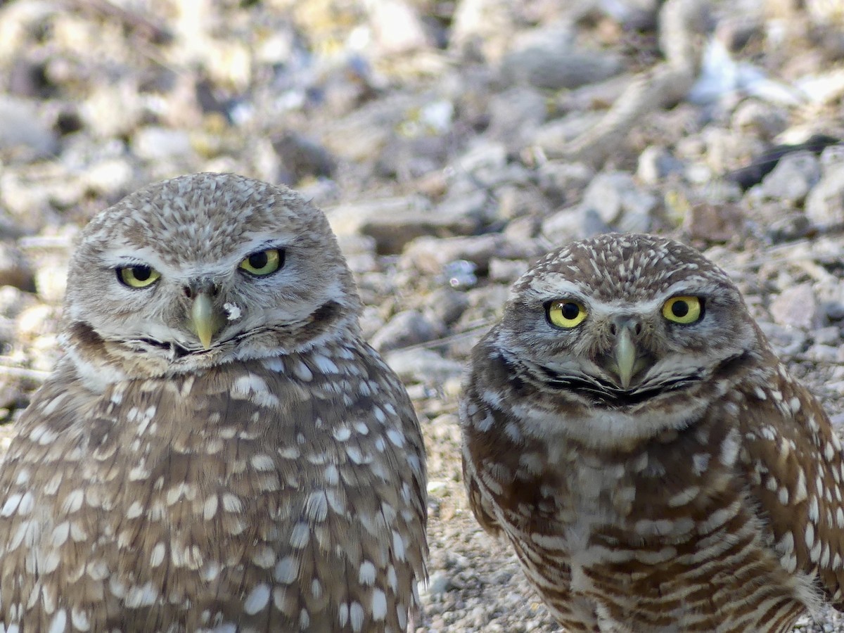 Burrowing Owl - Dennis Wolter