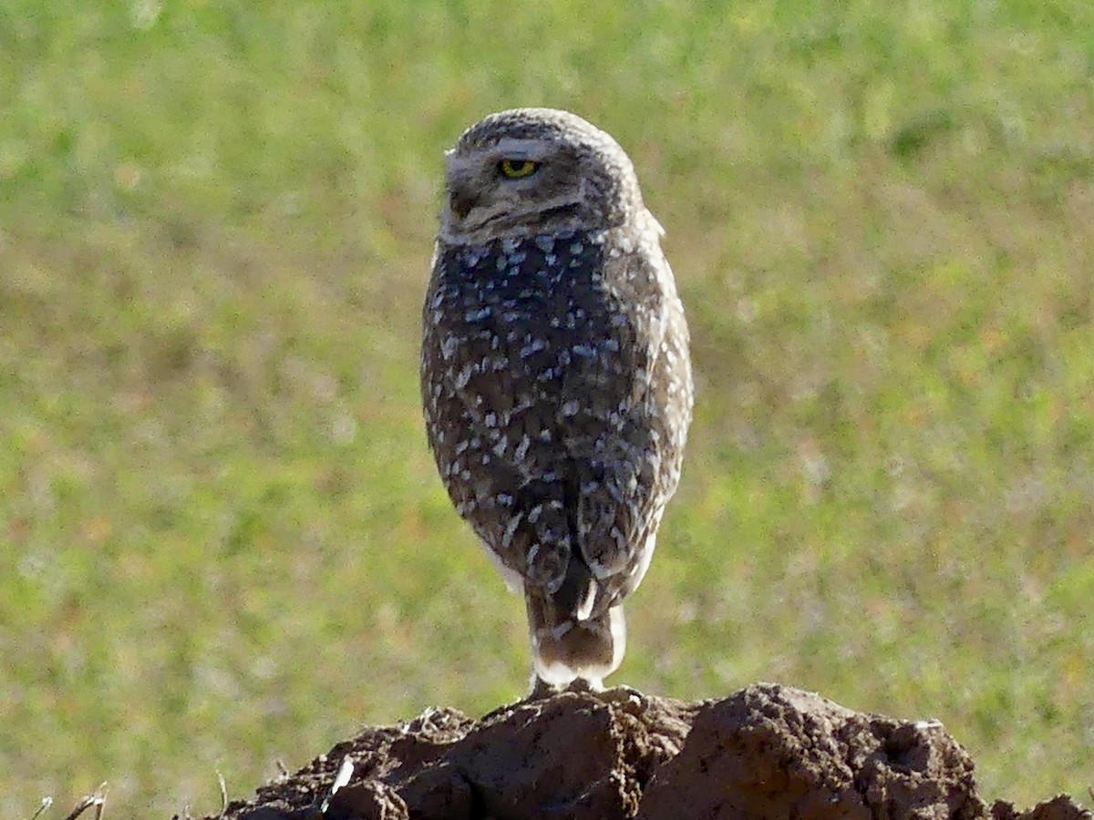 Burrowing Owl - Dennis Wolter