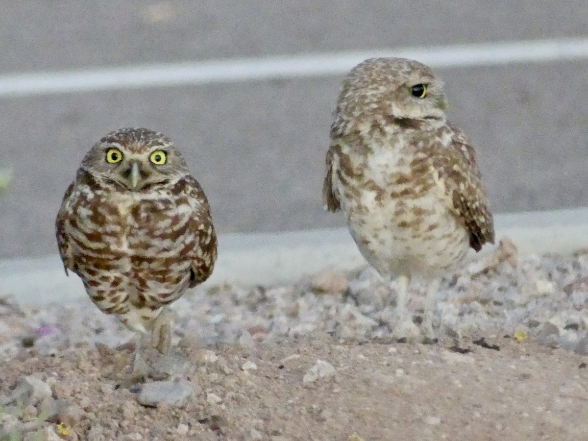 Burrowing Owl - Dennis Wolter