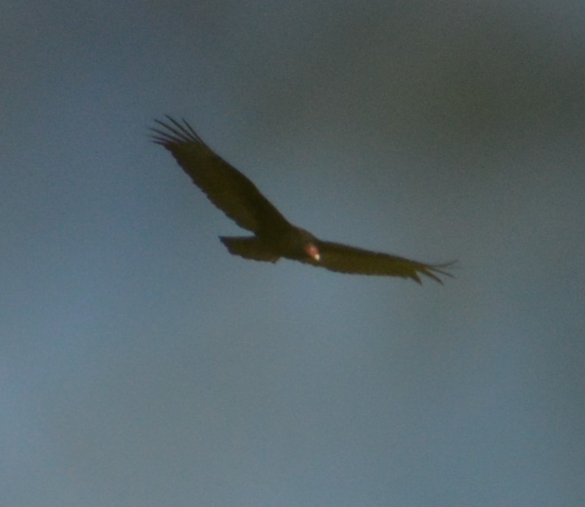 Turkey Vulture - Liz Almlie