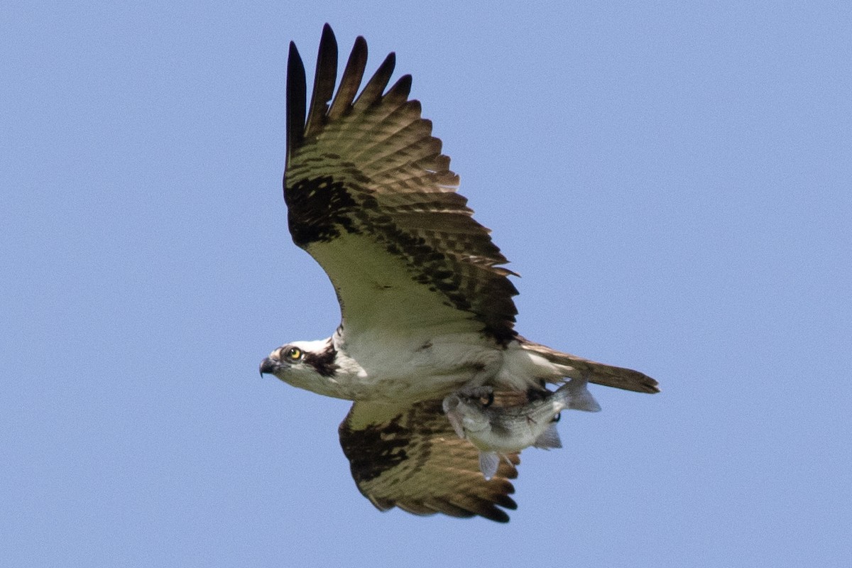 Osprey (carolinensis) - David Brown