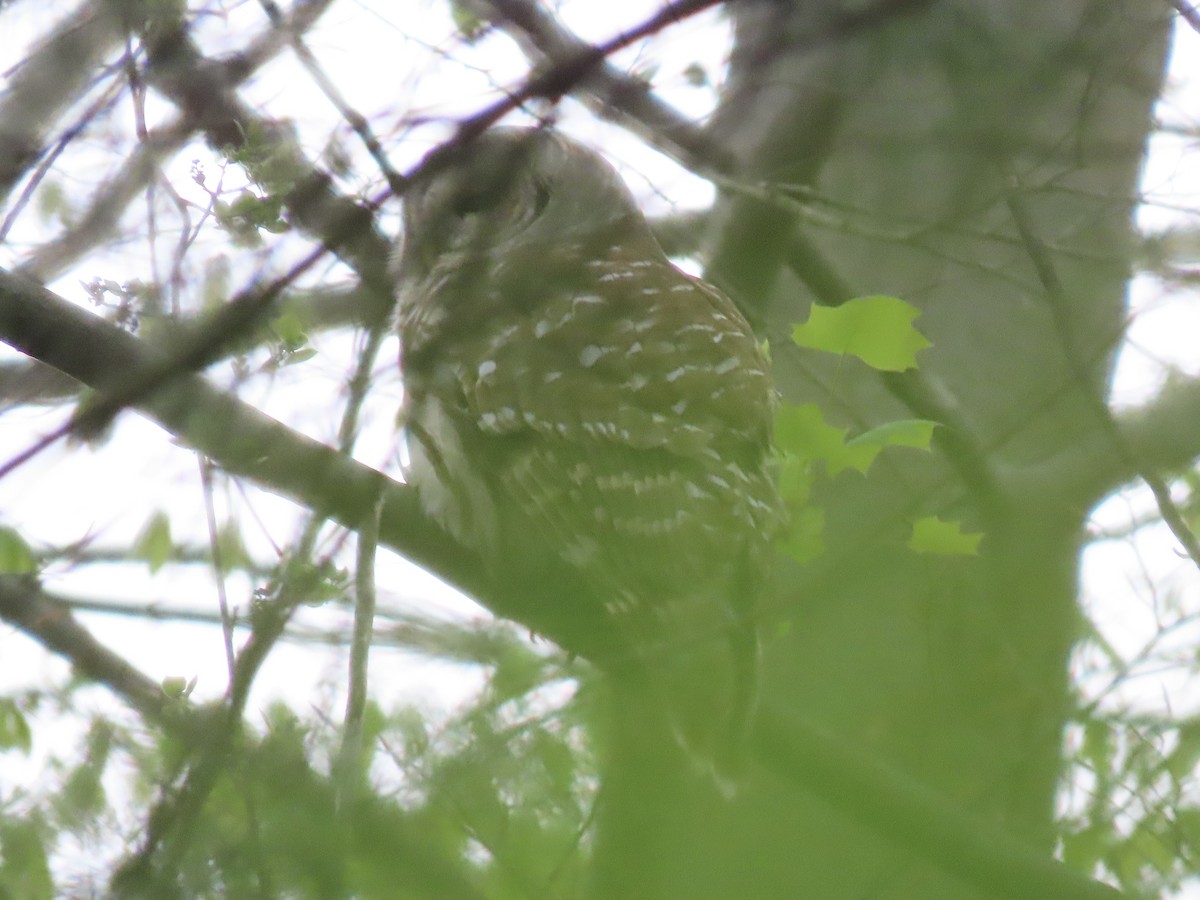 Barred Owl - ML618918503