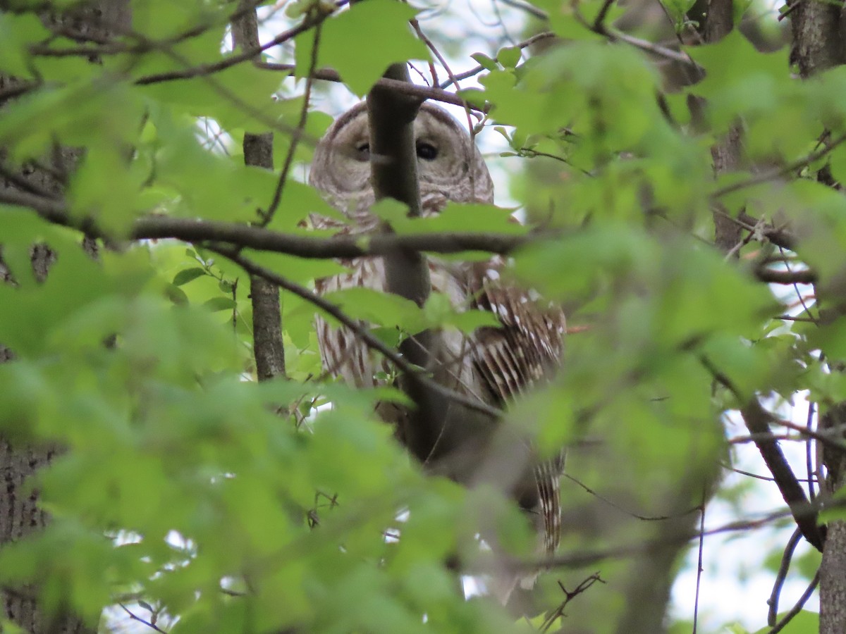 Barred Owl - Tim Carney