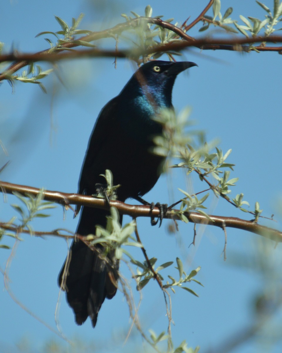 Common Grackle - Liz Almlie