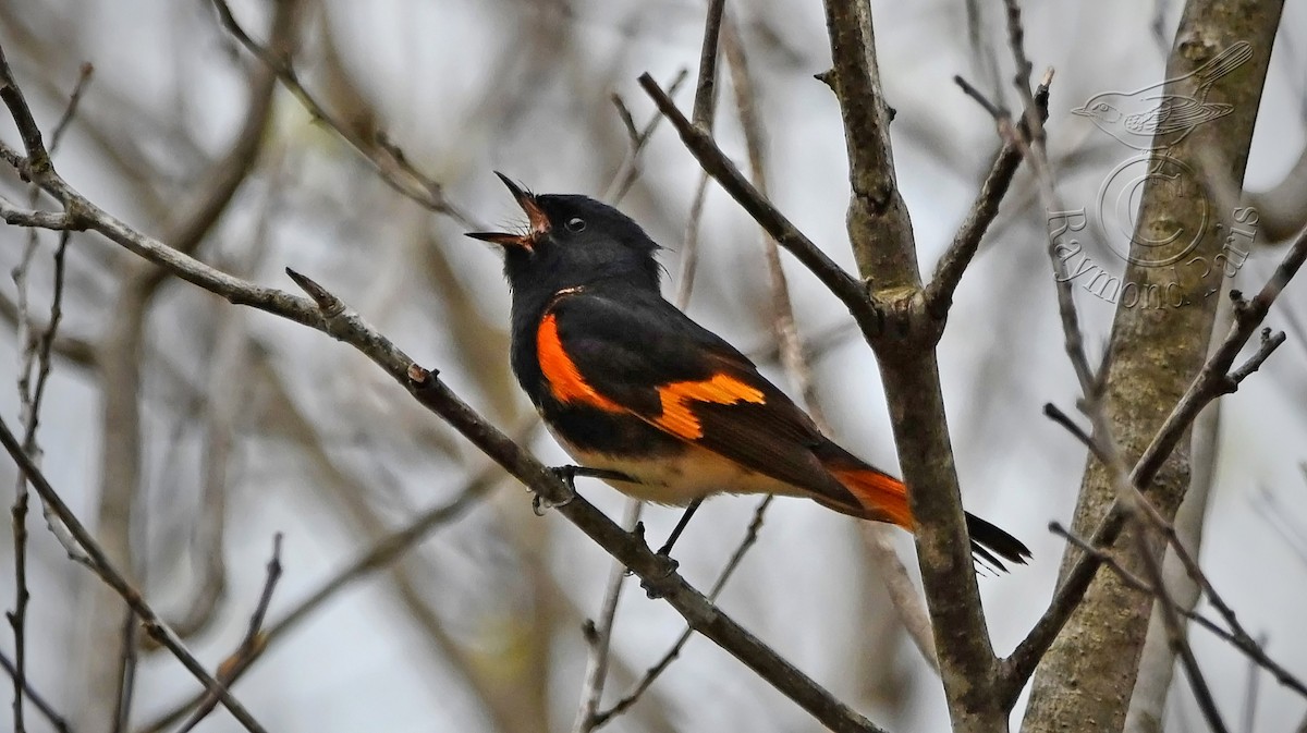 American Redstart - Raymond Paris