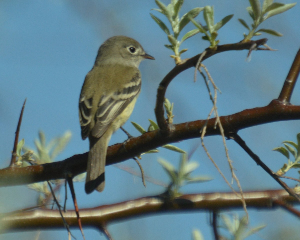 Empidonax sp. - Liz Almlie