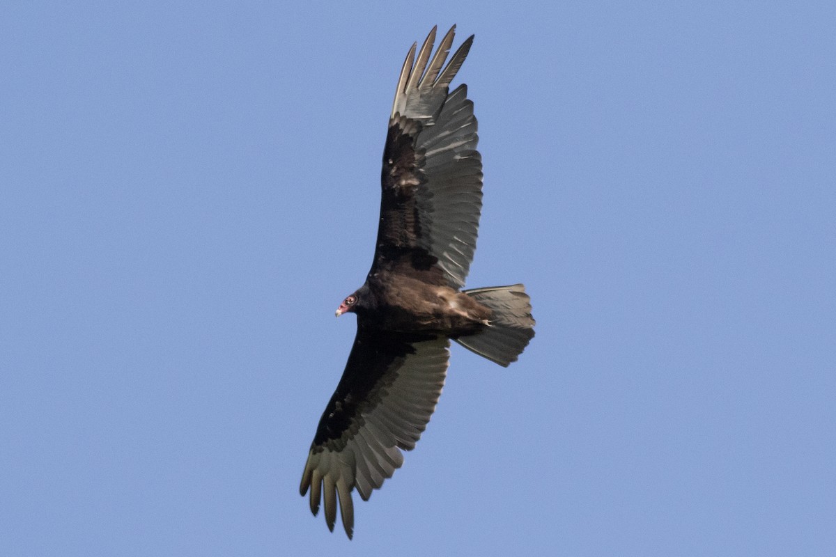 Turkey Vulture - ML618918523