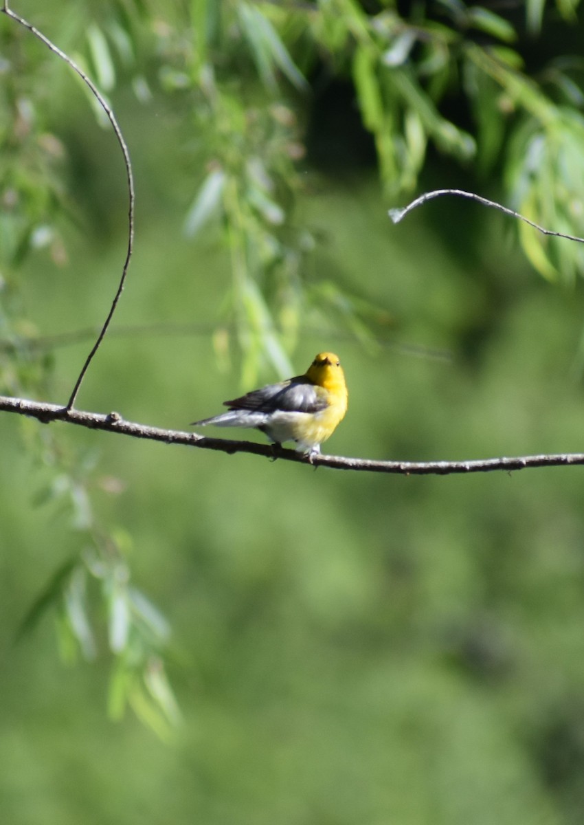 Prothonotary Warbler - ML618918533