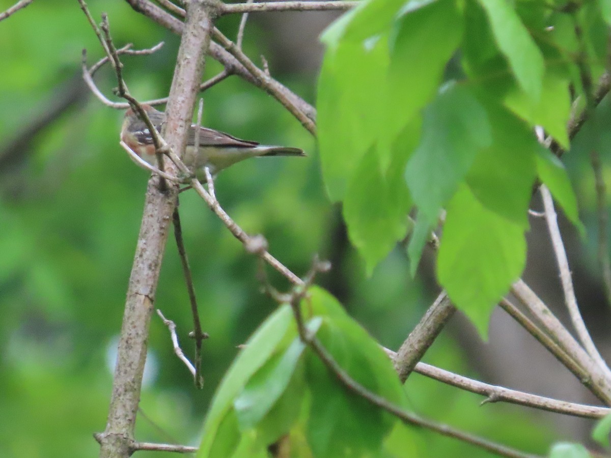 Bay-breasted Warbler - Marisa Rositol