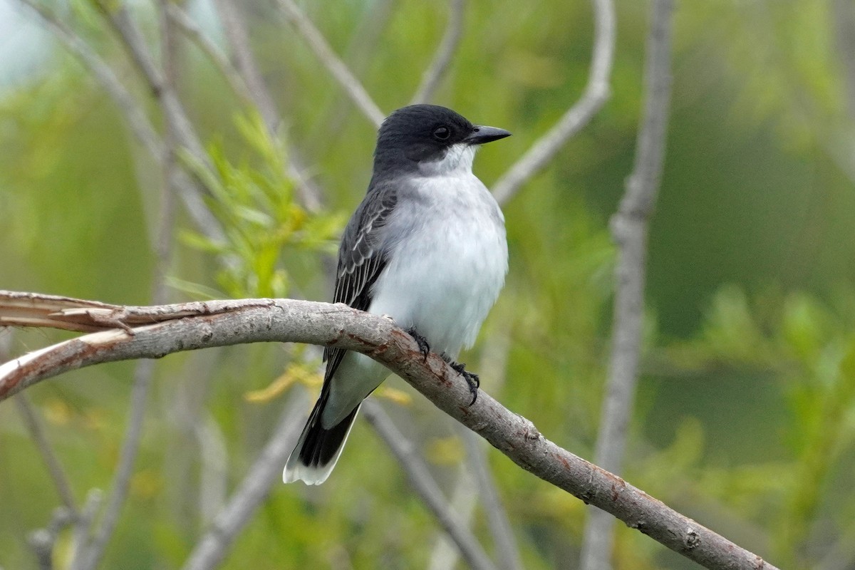 Eastern Kingbird - Keith Wickens