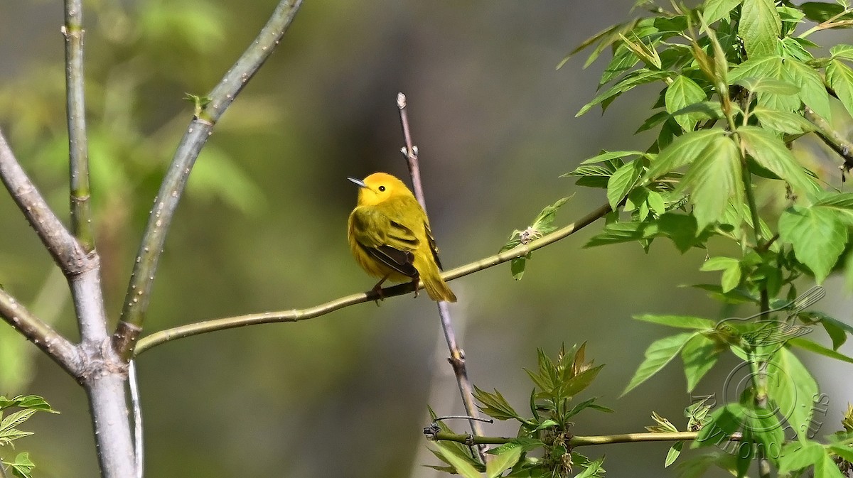 Yellow Warbler - Raymond Paris