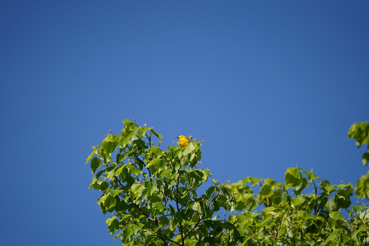 Yellow Warbler - Shea Dettling