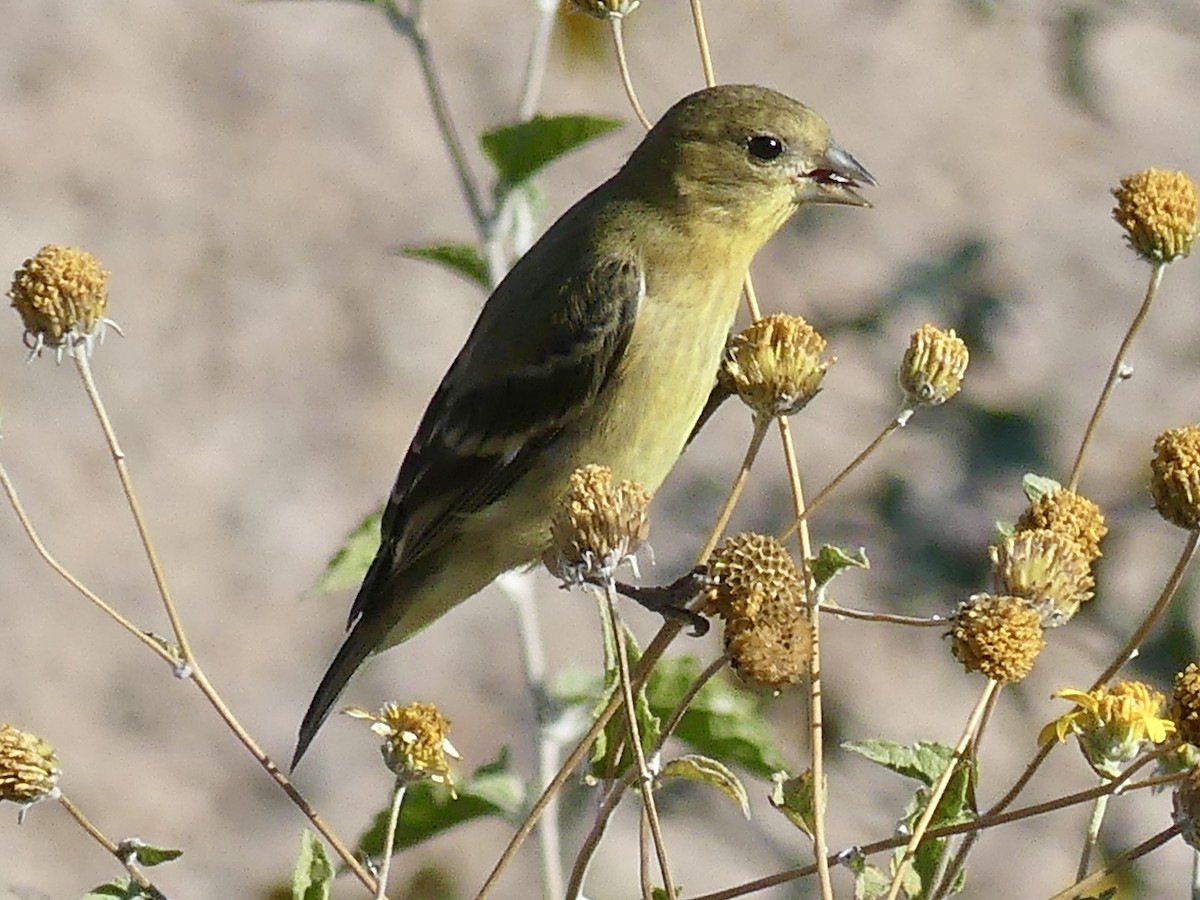 Lesser Goldfinch - Dennis Wolter