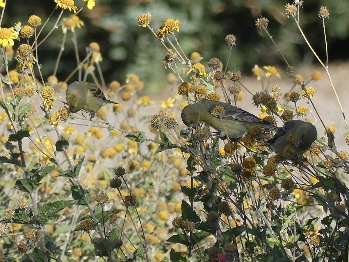 Lesser Goldfinch - ML618918566