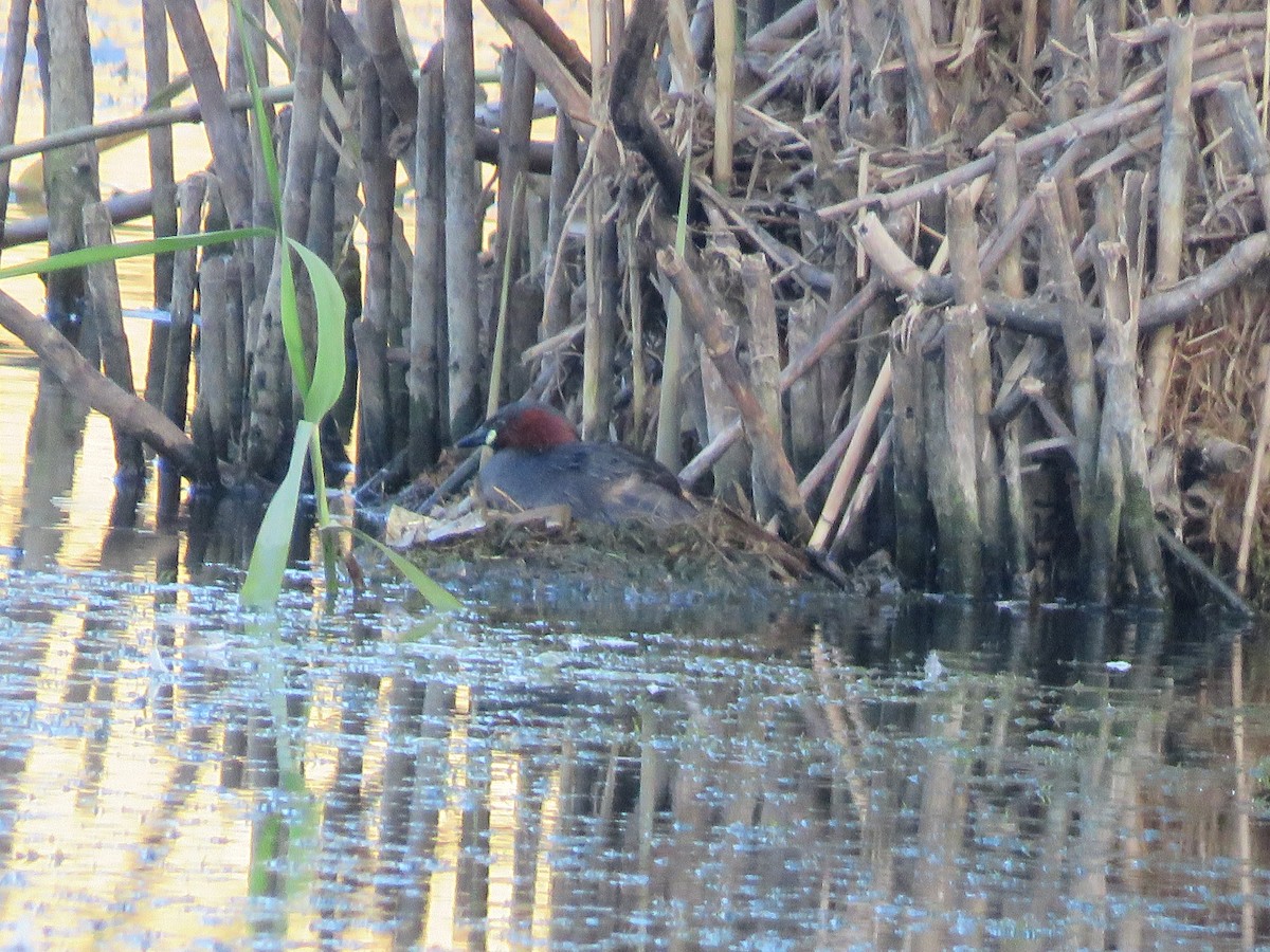 Little Grebe - khaled Ayyach