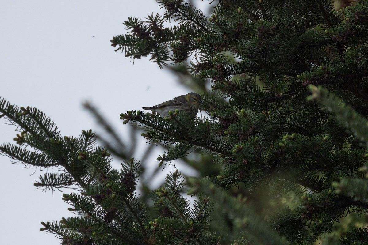 Cape May Warbler - Isabelle Boulanger David LEcuyer