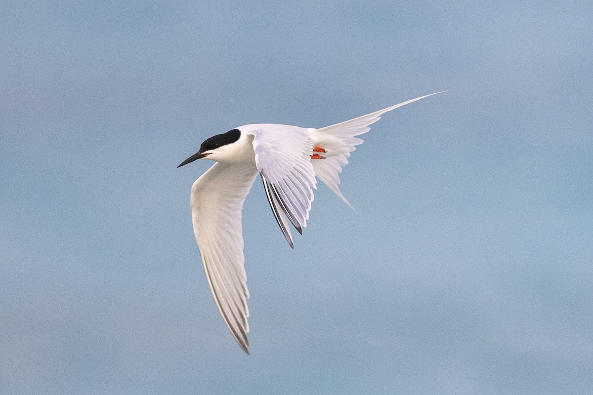 Roseate Tern - Steve Schnoll